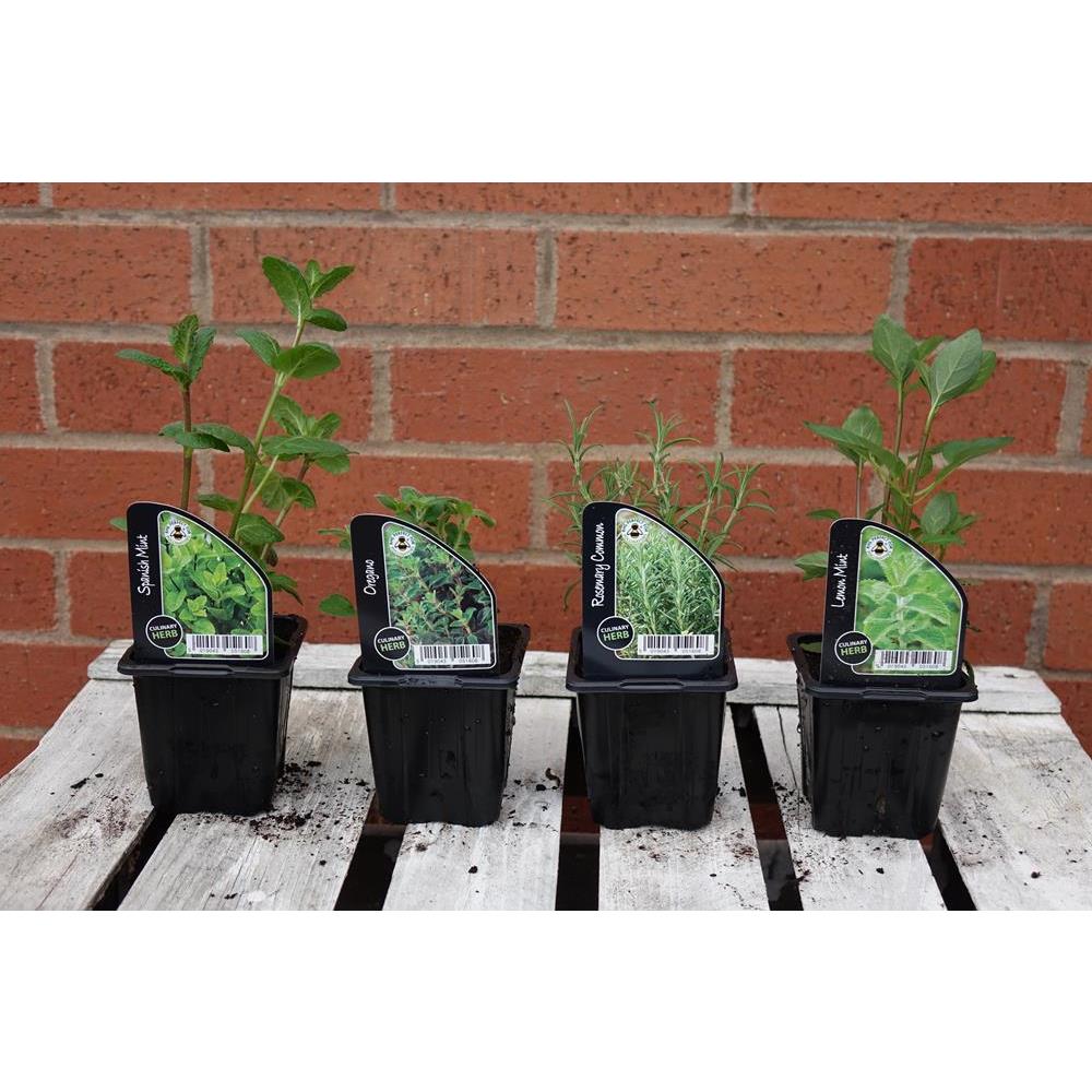 Herbs 5Pack Mixed Gardening Craigend Nursery & Coffee Shop