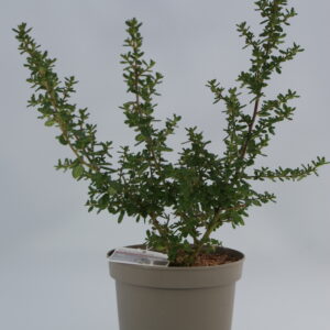 Ceanothus
