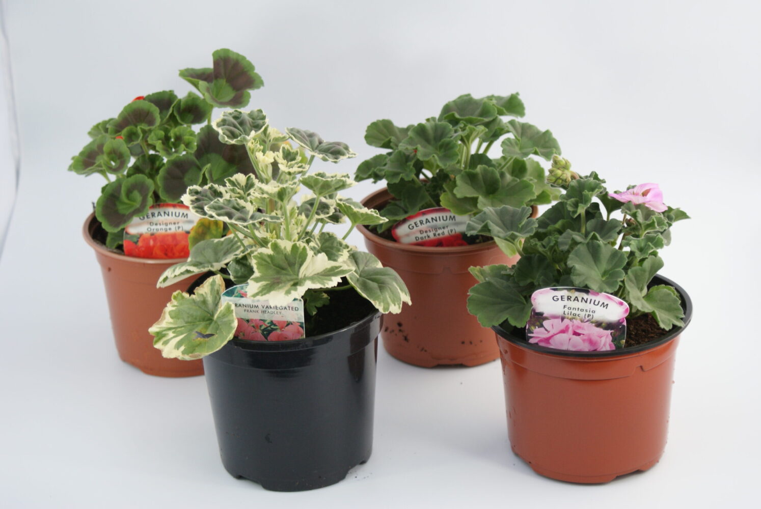 Geranium Gardening Craigend Nursery & Coffee Shop