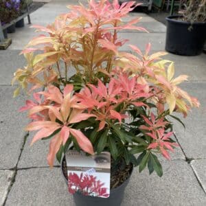 Pieris 'Forest Flame'