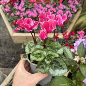 Cyclamen