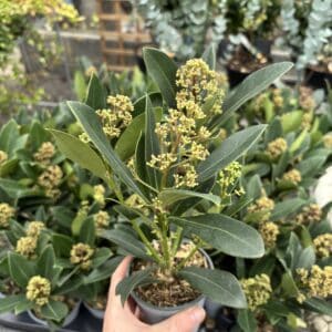 Skimmia