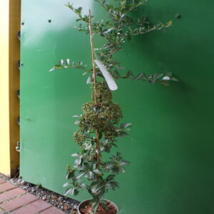 Pyracantha