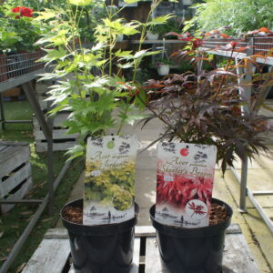 Acer