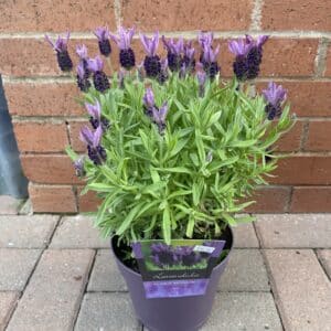 Lavandula