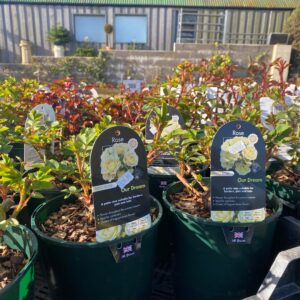 Patio Rose