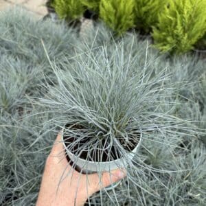 Intense Blue Grass