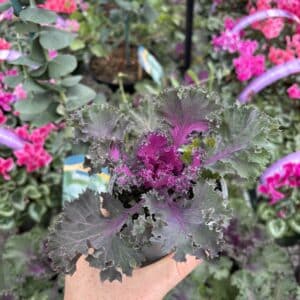 Ornamental Brassica