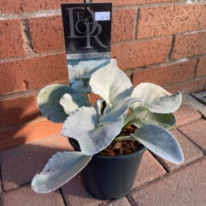 Senecio candidans - 'Angel Wings'