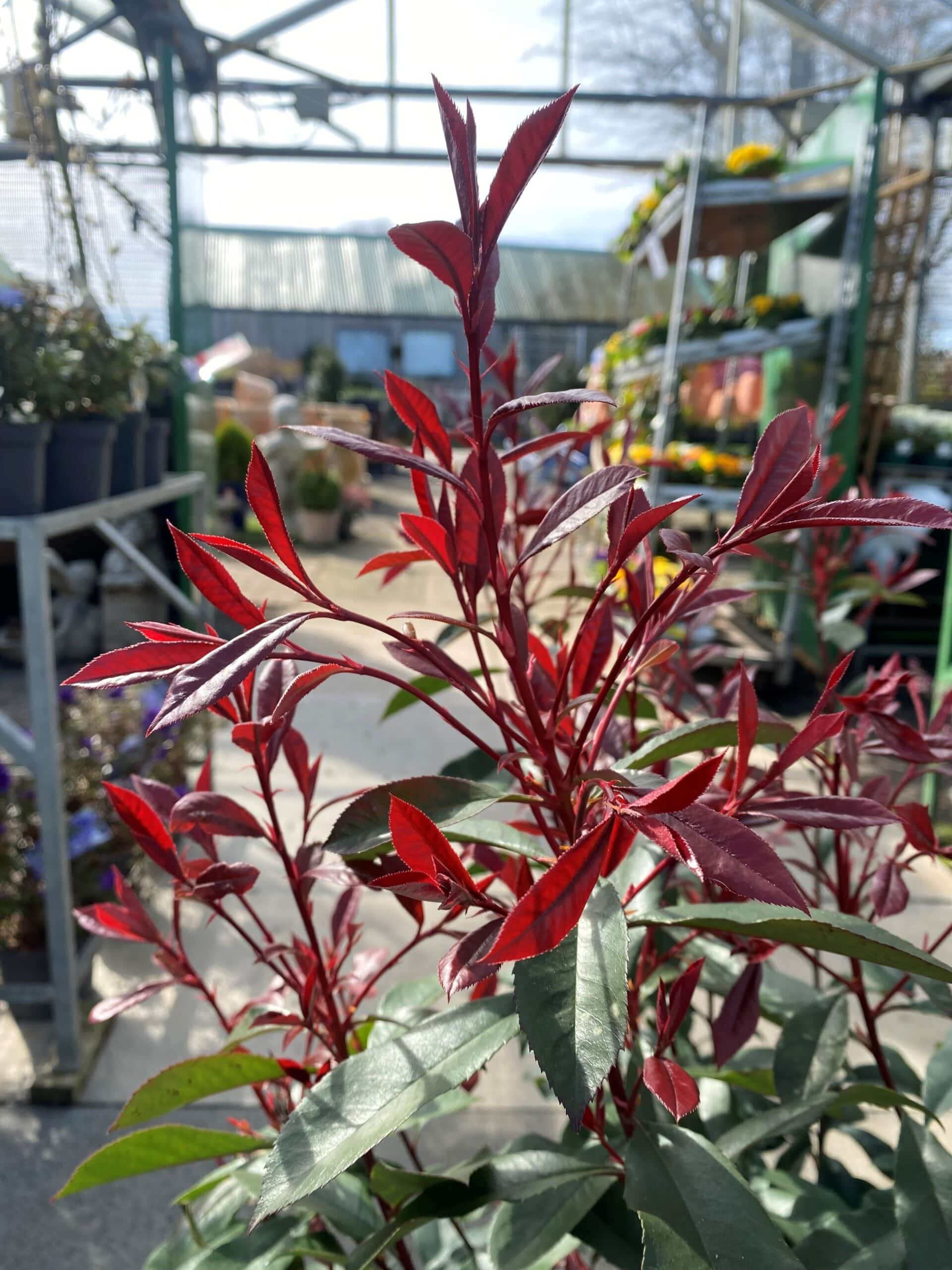 Red Robin Plants, Shrubs Craigend Nursery & Coffee Shop