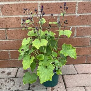 Senetti (Cineraria) - Image 4