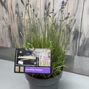 Lavandula Munstead - English Lavender