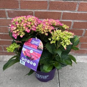 Hydrangea Macrophylla