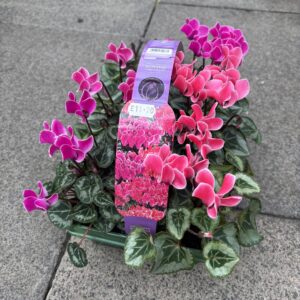 6 Pack Cyclamen