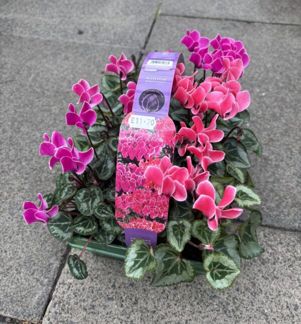 6 pACK CYCLAMEN