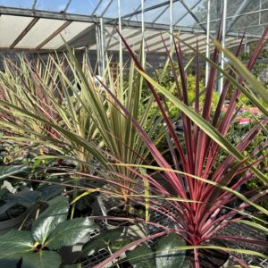 Cordyline