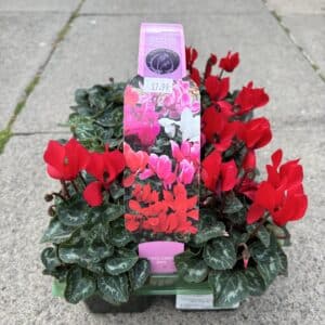 6 Pack Cyclamen