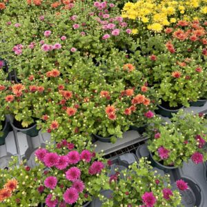 Garden Mum (Chrysanthemum)