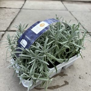 Lavender Pack of 6