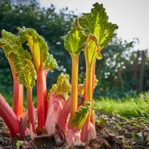 Rhubarb Plant