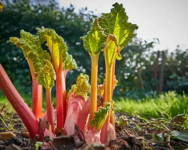 rhubarb plant